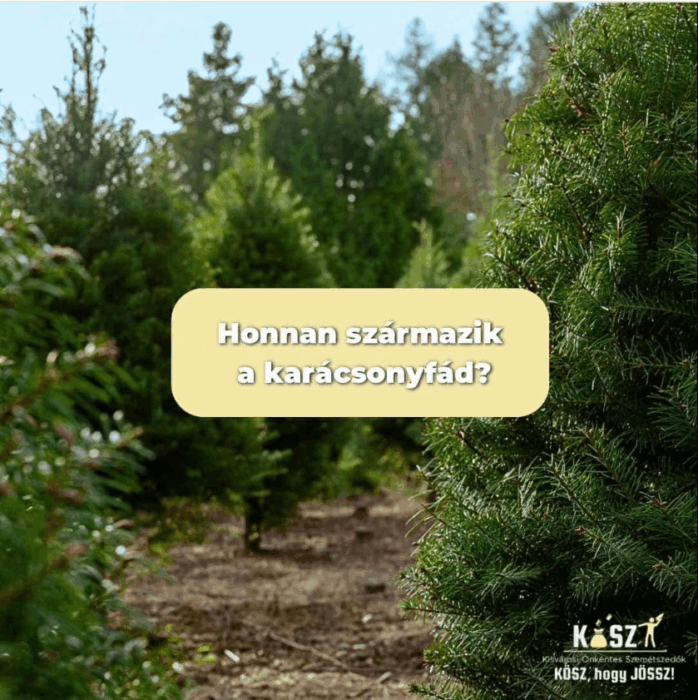 Honnan származik a karácsonyfád?