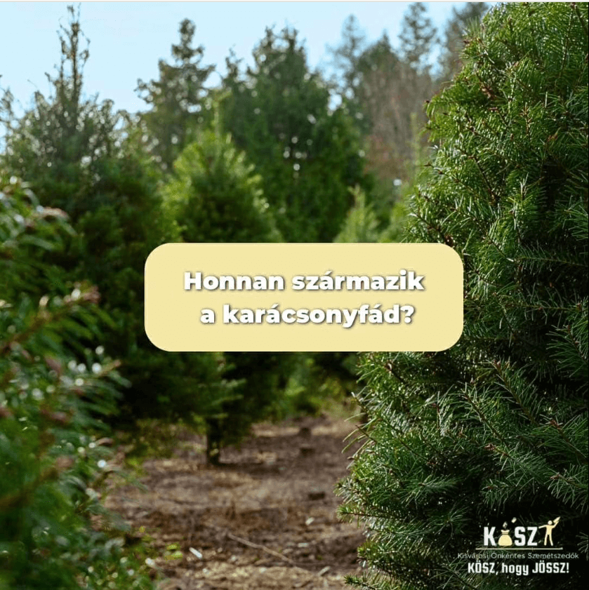 Honnan származik a karácsonyfád?