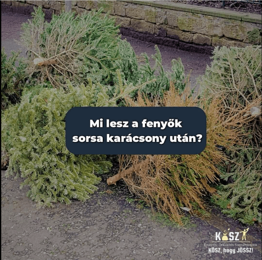 Mi lesz a fenyők sorsa karácsony után?