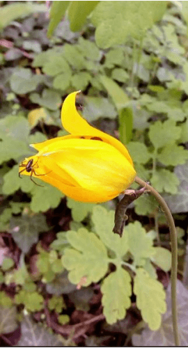 Erdei Tulipán