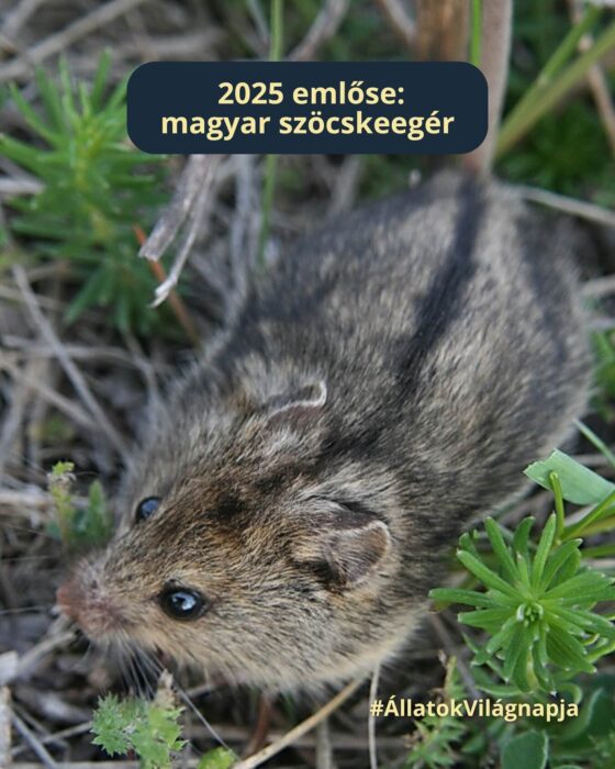 Október 4-én, az Állatok Világnapján megállunk egy pillanatra!